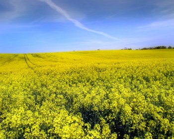 field